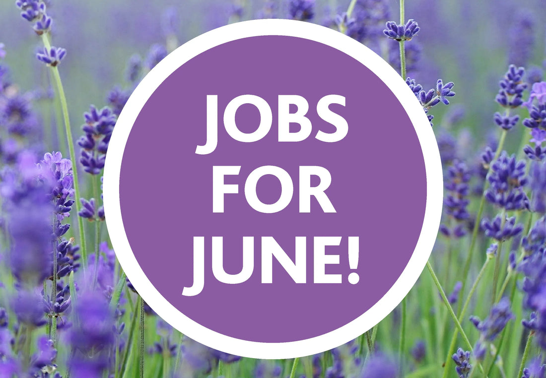 June Gardening Tips: What to Grow in a Polycarbonate Greenhouse in Ireland