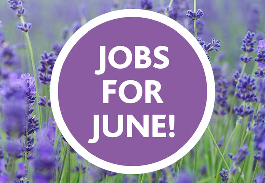 June Gardening Tips: What to Grow in a Polycarbonate Greenhouse in Ireland